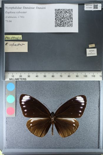 Media type: image;   Entomology 159881